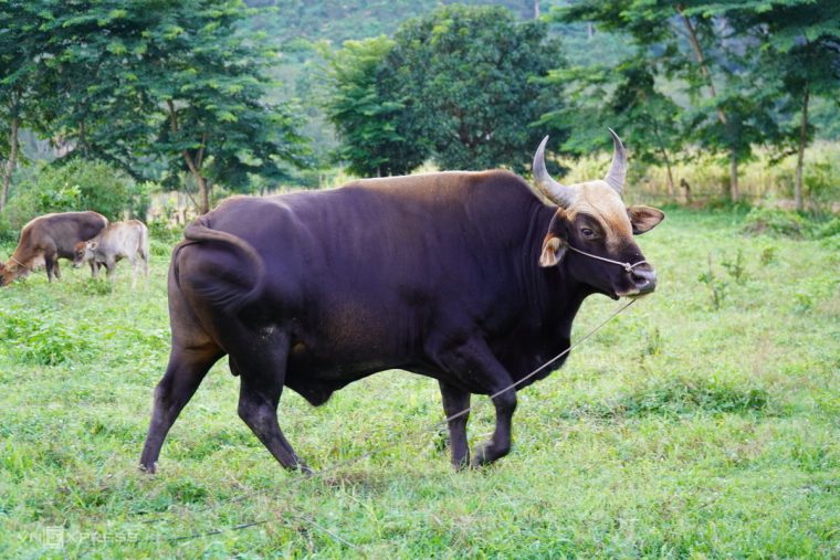mơ về bò đực