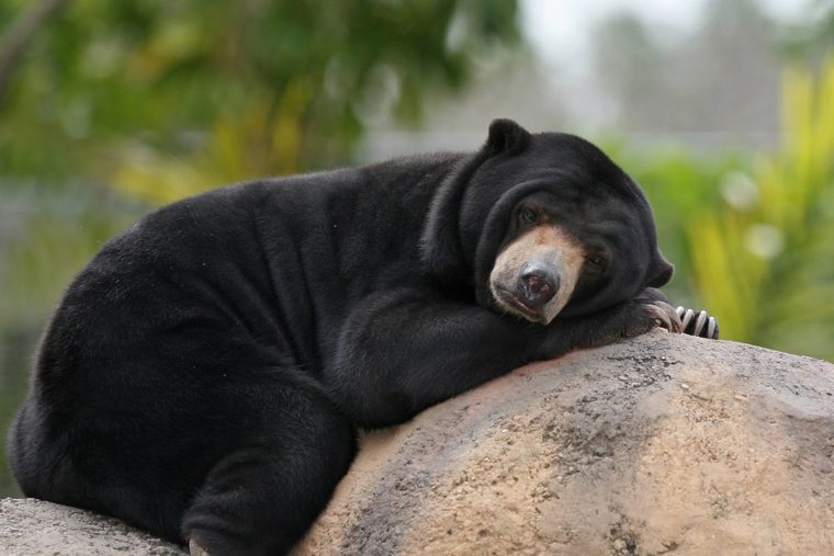 mơ về gấu đen