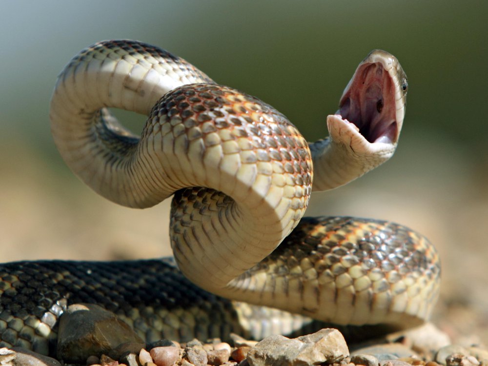 Mơ về rắn tấn công